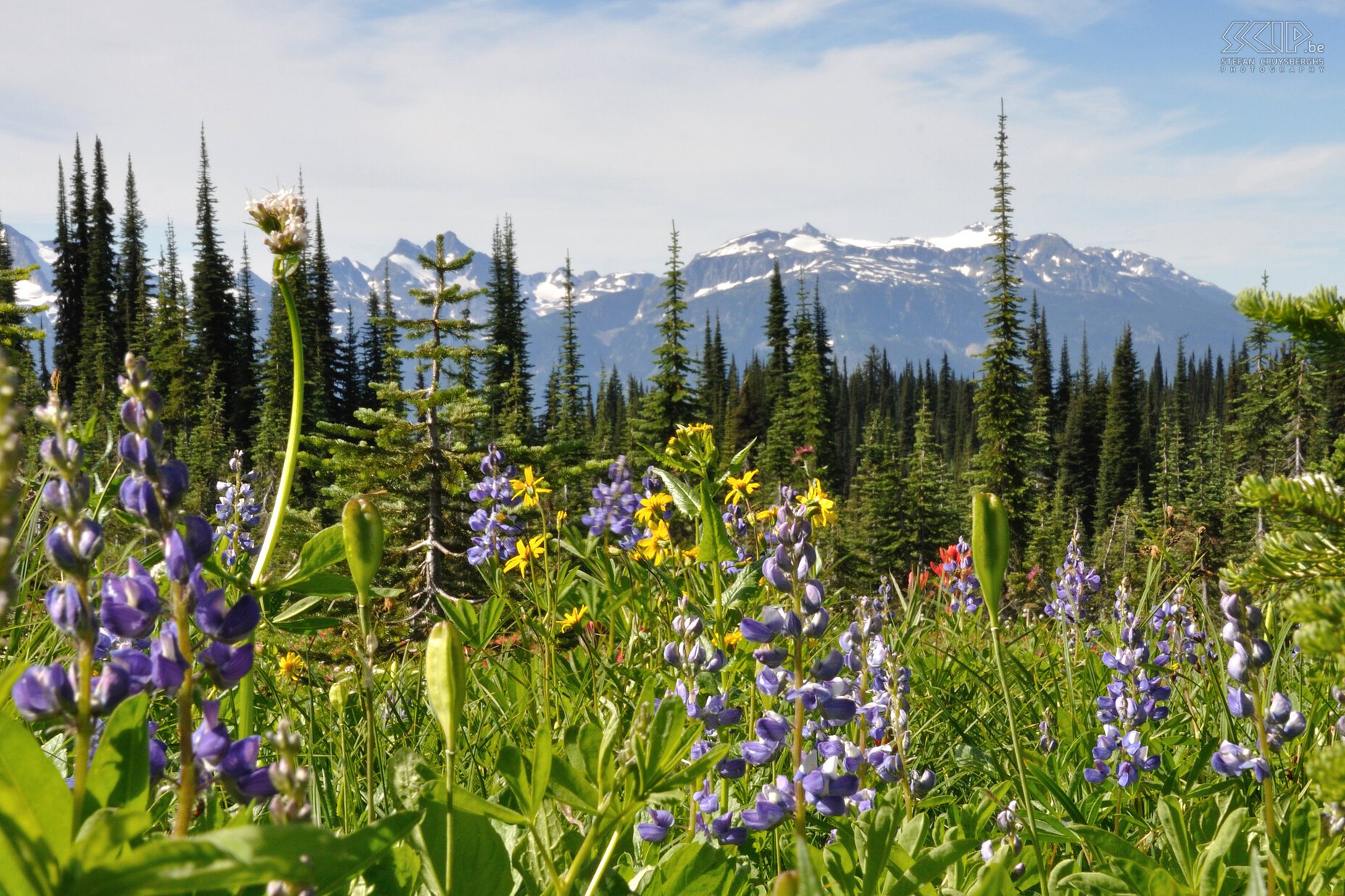 Revelstoke NP - Meadows-in-the-Sky Vanuit Vancouver reden we richting de Rocky Mountains op de grens van de staten British Columbia en Alberta. Op 10 dagen tijd trokken we door de nationale parken van Revelstoke, Glacier, Banff, Jasper en Mount Robson. Onze eerste dag begon met de prachtige bloemenweiden op de top van Mount Revelstoke. Stefan Cruysberghs